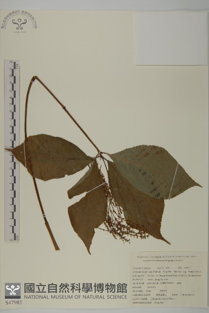 寬葉金粟蘭藏品圖，第1張