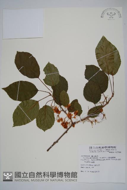 硬齒獼猴桃藏品圖，第1張