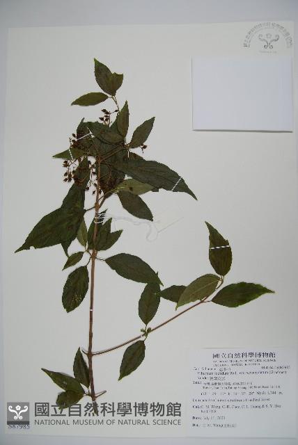 狹葉莢迷藏品圖，第1張