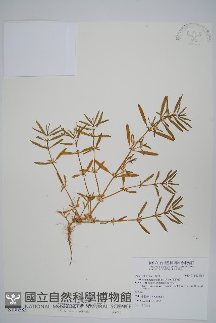 蓮子草藏品圖，第1張