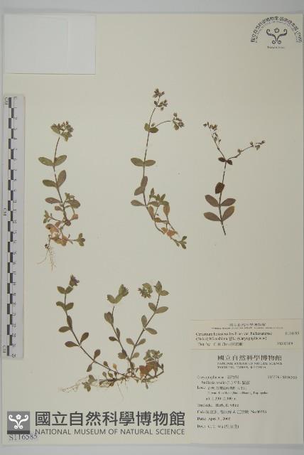 卷耳藏品圖，第1張