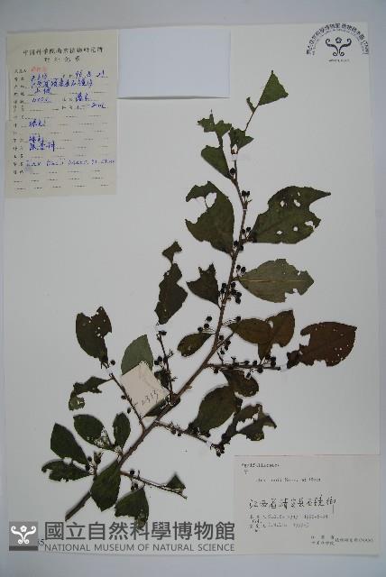 紫果冬青藏品圖，第1張