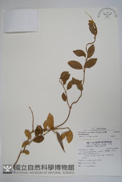 武靴藤藏品圖，第1張