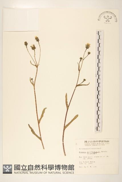 玉山毛蓮菜藏品圖，第1張