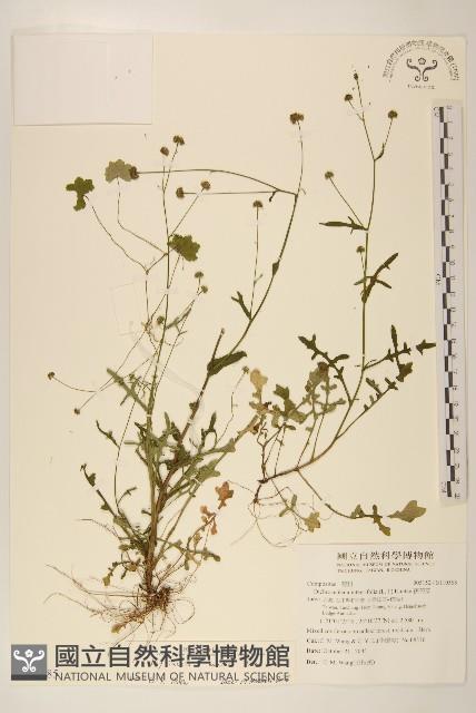 矮菊藏品圖，第1張