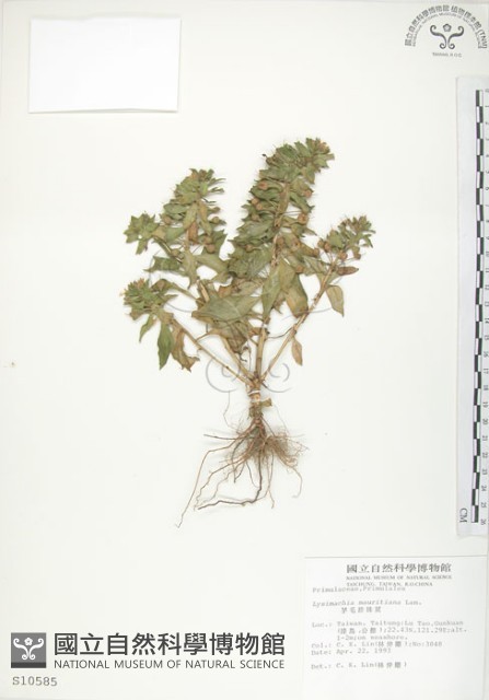 茅毛珍珠菜藏品圖，第1張