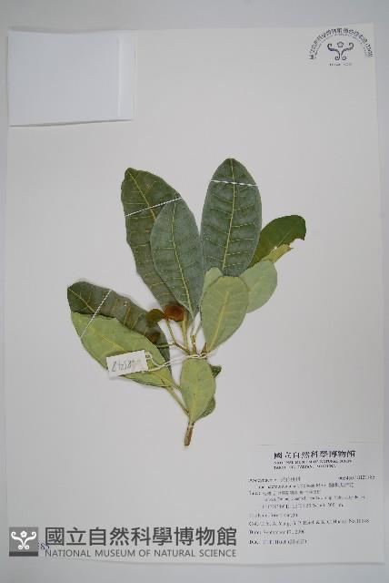 蘭嶼馬蹄花藏品圖，第1張