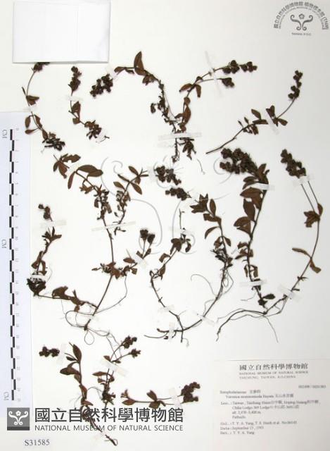 玉山水苦賈藏品圖，第1張