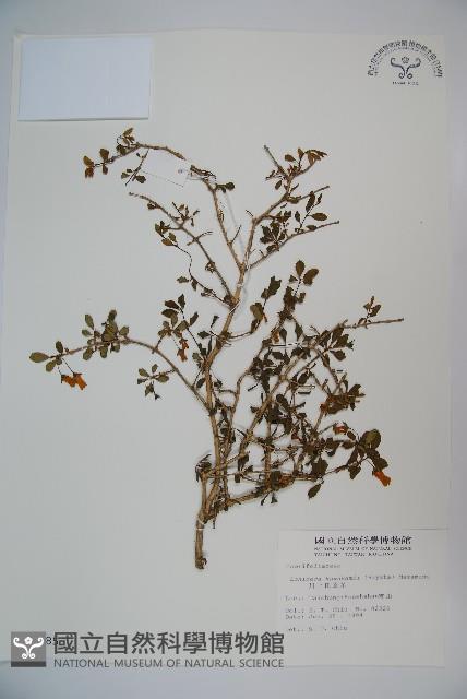 川上氏忍冬藏品圖，第1張