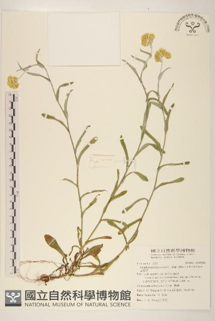 鼠麴草藏品圖，第1張