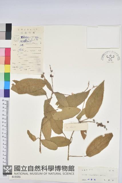 毛果巴豆藏品圖，第1張