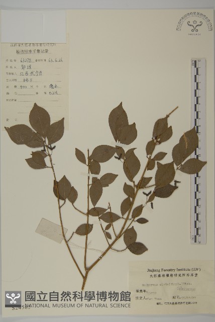 衛矛藏品圖，第1張