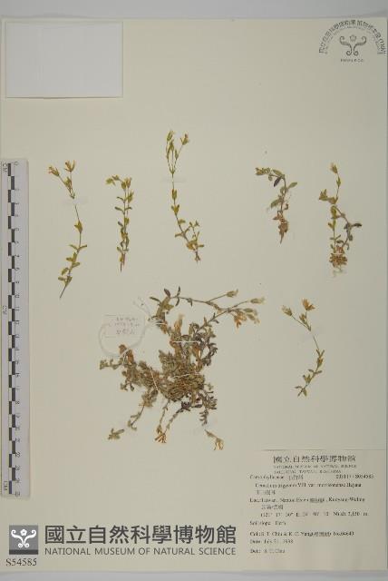 玉山卷耳藏品圖，第1張