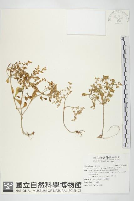 台灣佛甲草、石板菜藏品圖，第1張
