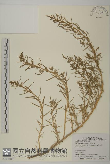 裸花鹼蓬藏品圖，第1張