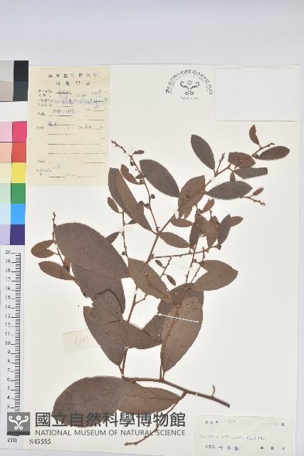 土密藤藏品圖，第1張