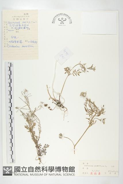 小花碎米薺藏品圖，第1張