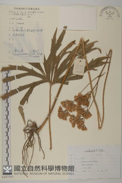 免兒傘藏品圖，第1張