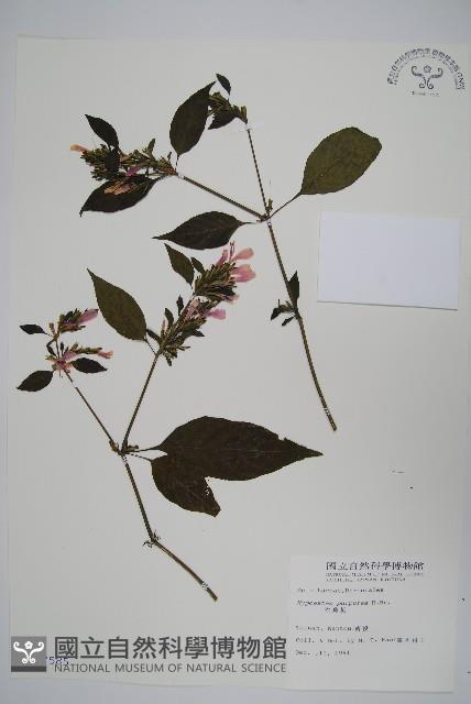 六角英, 槍刀菜藏品圖，第1張