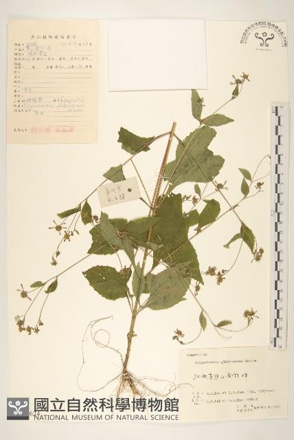 毛梗豨薟藏品圖，第1張