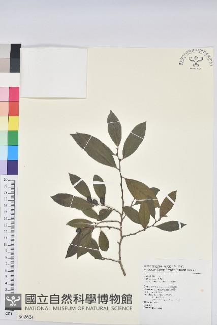 土密樹藏品圖，第1張