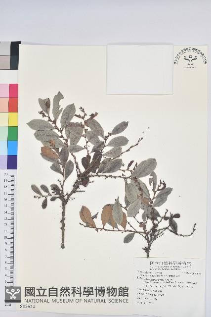 細葉饅頭果藏品圖，第1張