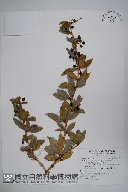 長葉小蘗藏品圖，第1張