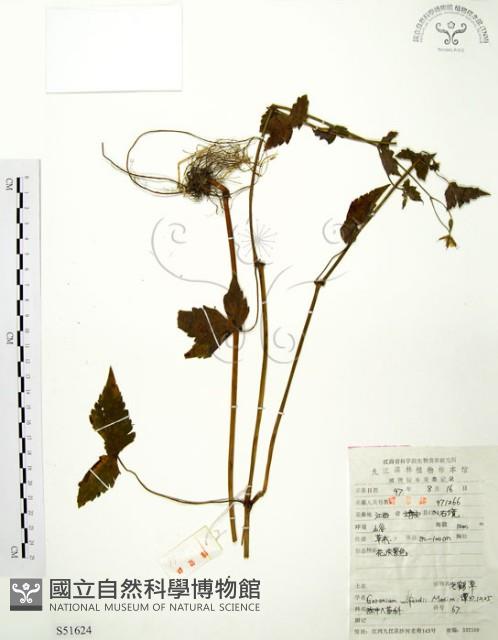 Accession Number:S051624 Collection Image