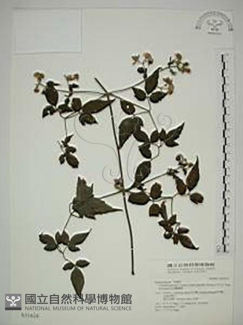 巴氏鐵線蓮藏品圖，第1張