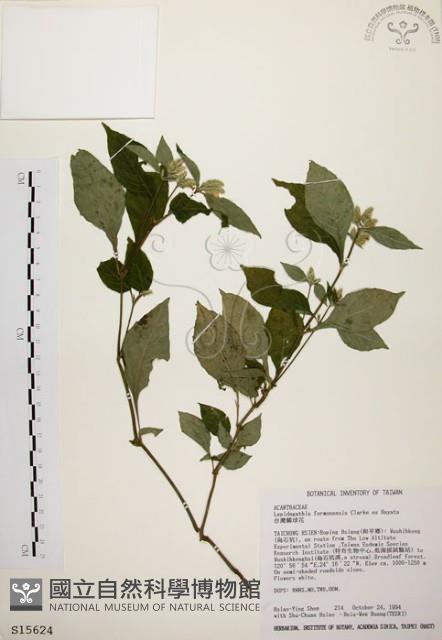 臺灣鱗球花藏品圖，第1張