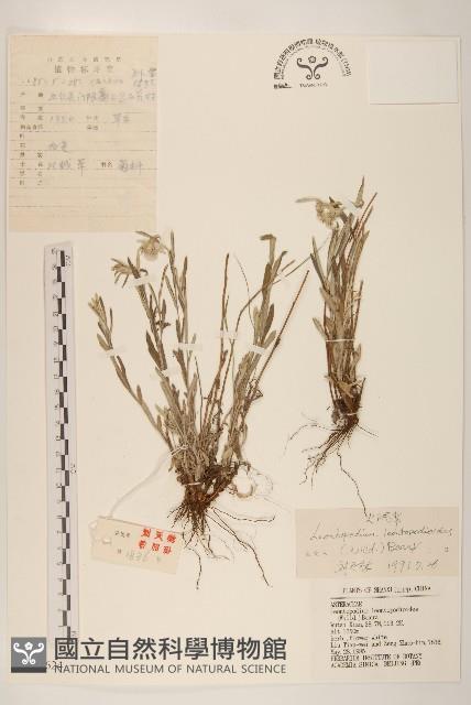 火絨草藏品圖，第1張