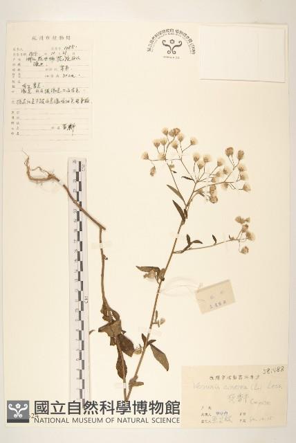 一枝香藏品圖，第1張