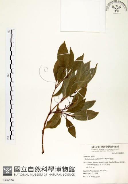 瓊楠藏品圖，第1張