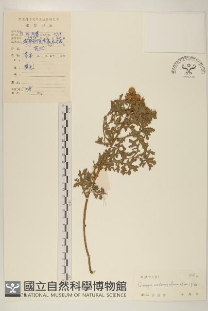 線球菊、田基黃藏品圖，第1張