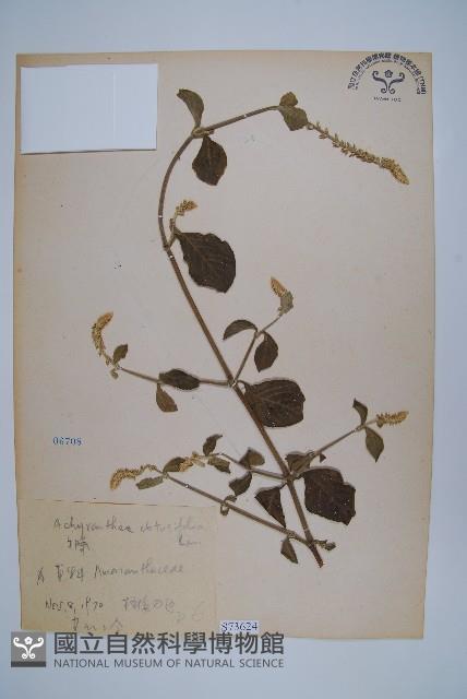 登錄號:S073624藏品圖，第1張