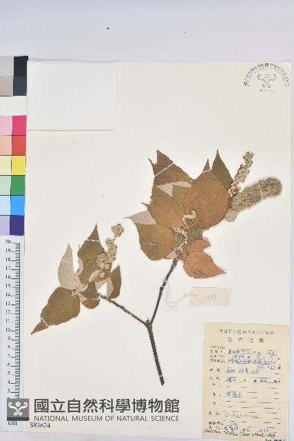 白背葉藏品圖，第1張