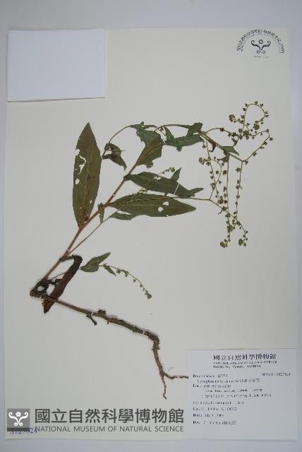 Accession Number:S127624 Collection Image, Figure 1, Total 2 Figures