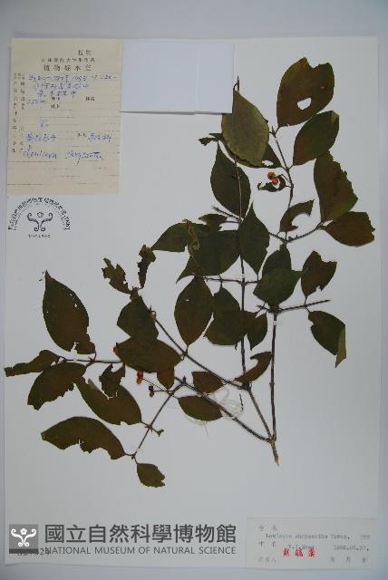 金花忍冬藏品圖，第1張