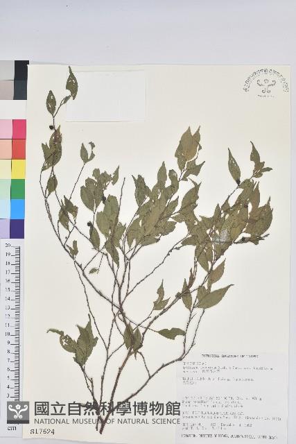 密花五月茶藏品圖，第1張