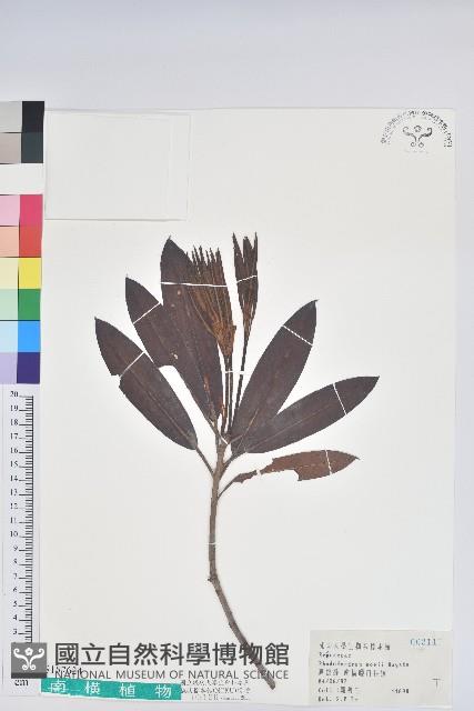 森氏杜鵑、森氏滿江紅藏品圖，第1張