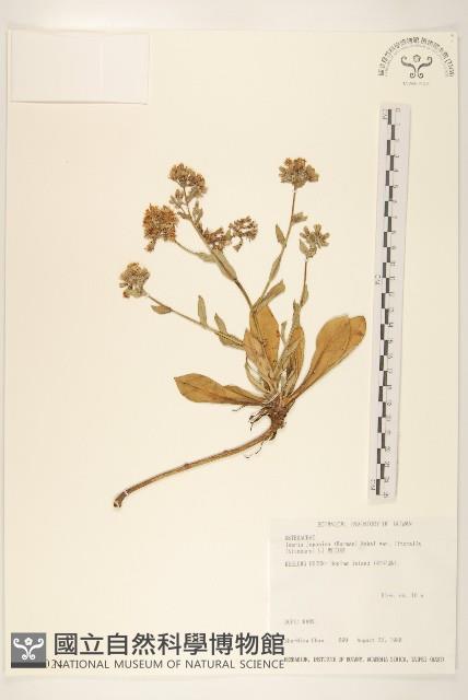 剪刀股藏品圖，第1張