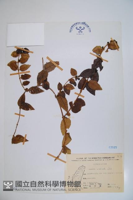 阿里山忍冬、漸尖葉忍冬藏品圖，第1張