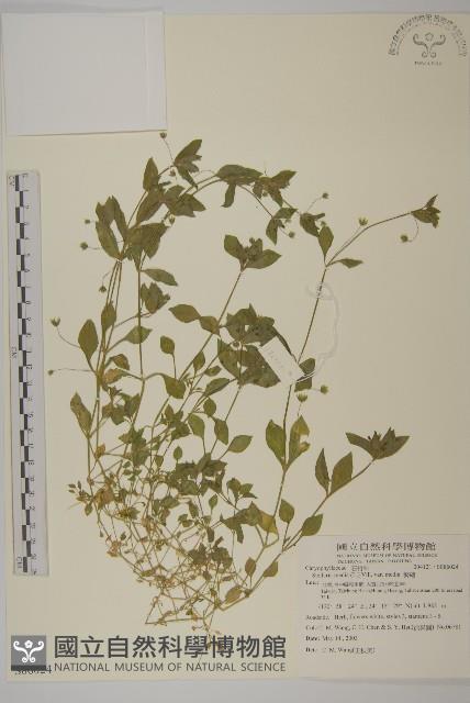 繁縷藏品圖，第1張