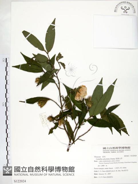 柳葉山茶藏品圖，第1張