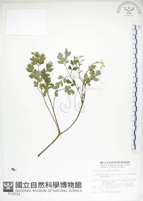 彎果黃菫藏品圖，第1張