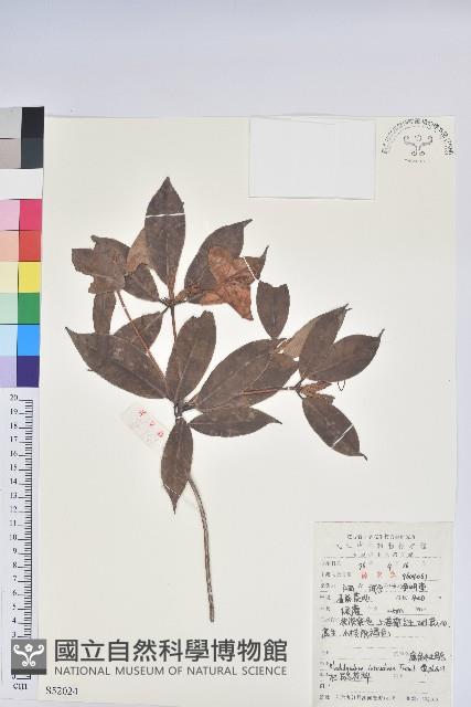 鹿角杜鵑、西施花、青紫木藏品圖，第1張