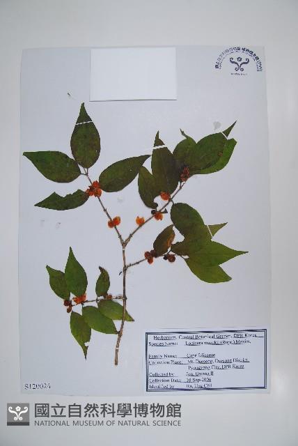 金銀忍冬藏品圖，第1張