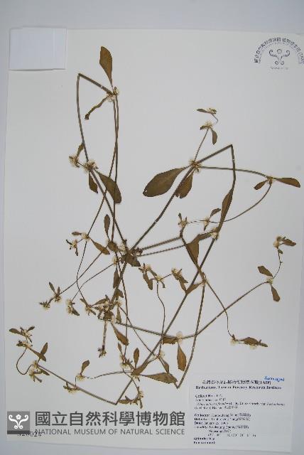 錦繡莧藏品圖，第1張