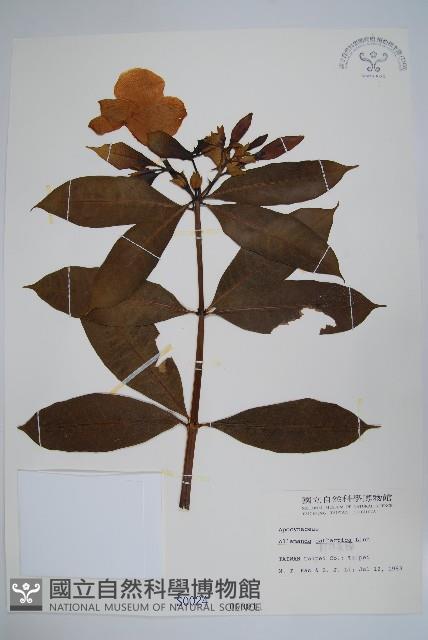 軟枝黃蟬藏品圖，第1張