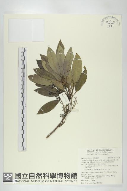 奧氏虎皮楠藏品圖，第1張